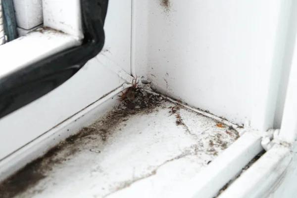 Expert Water Damage Cleanup Services for Wildomar Residents